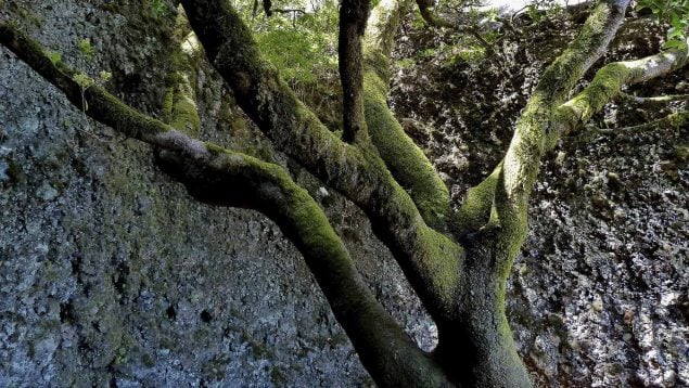 borrasca, árbol garoé, San Andrés, El Hierro