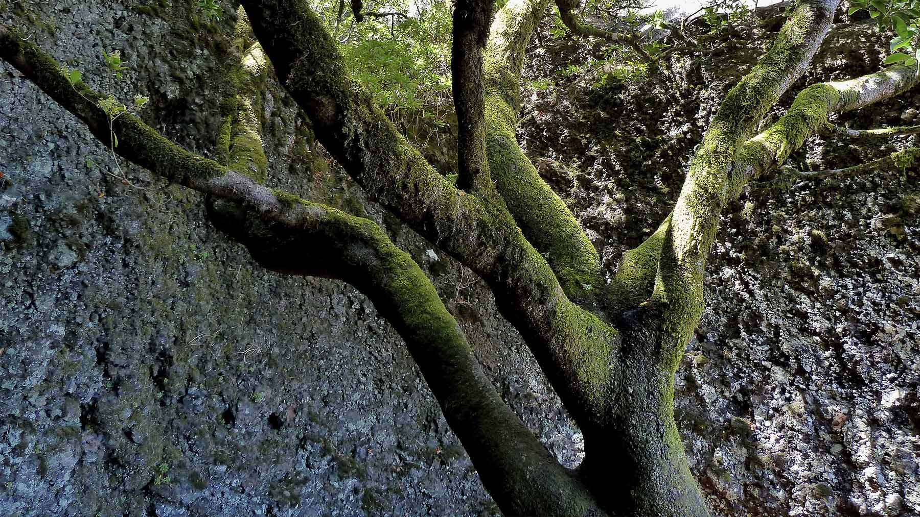 Árbol Garoé en San Andrés. Foto: Alzur000 en Wikimedia Commons.