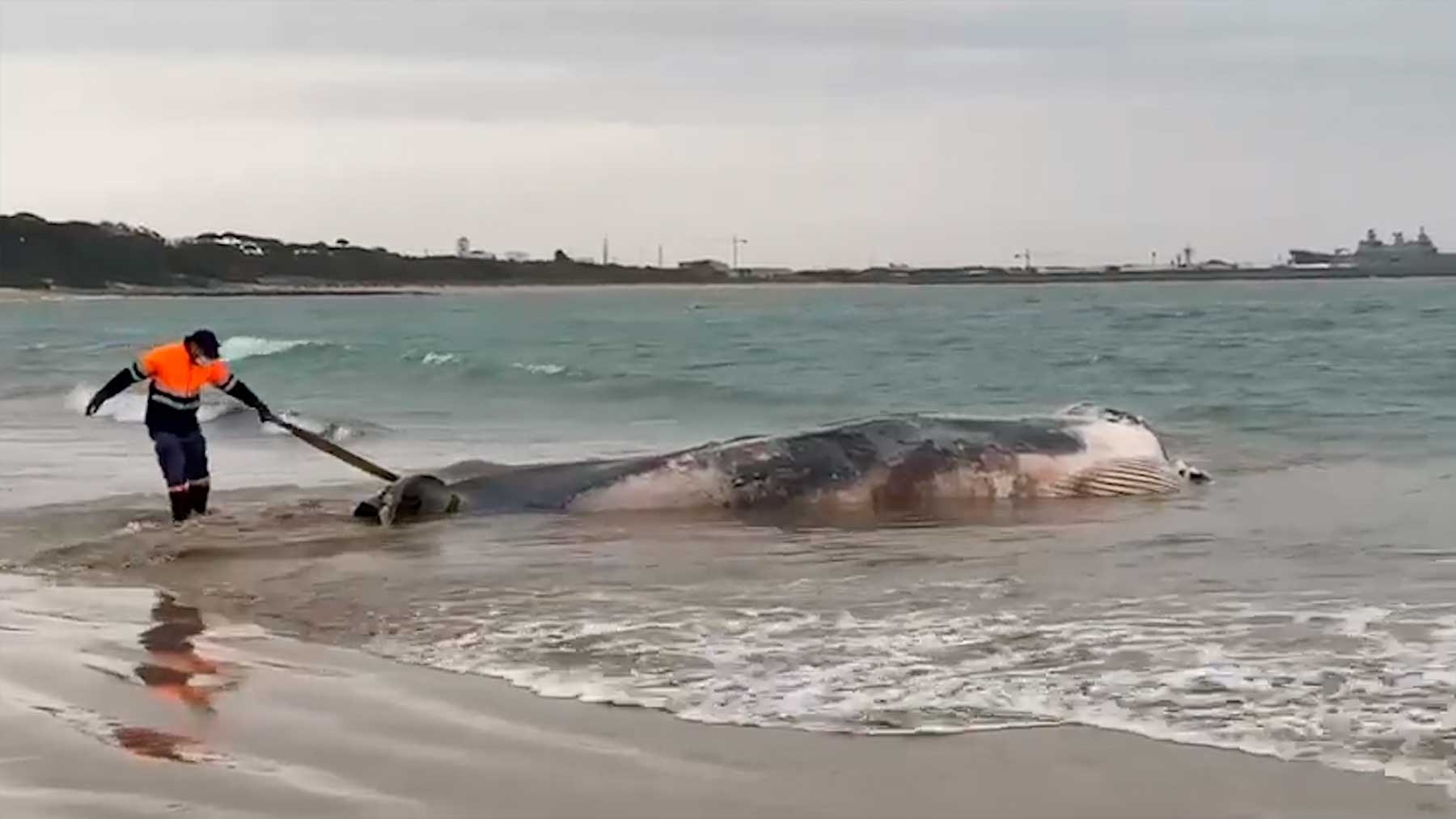 Ballena playa de Rota