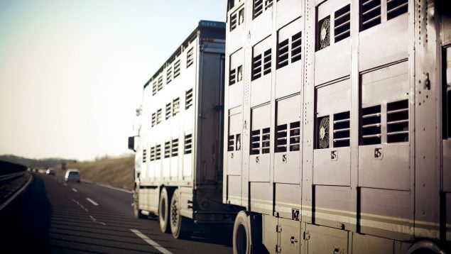 Transporte de cerdos, china, ue, porcino sector, carne de cerdo, ley animalista