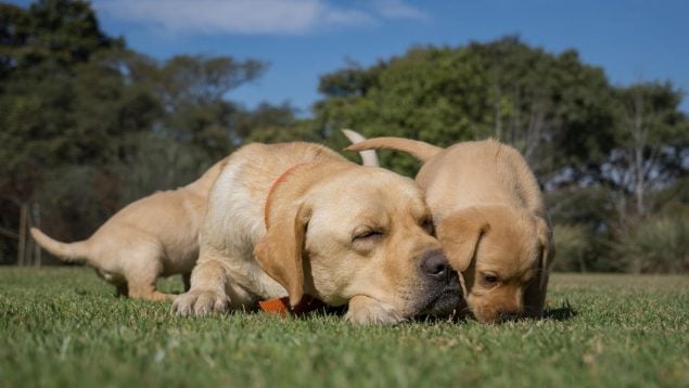 Labrador, perros, animales, mascotas