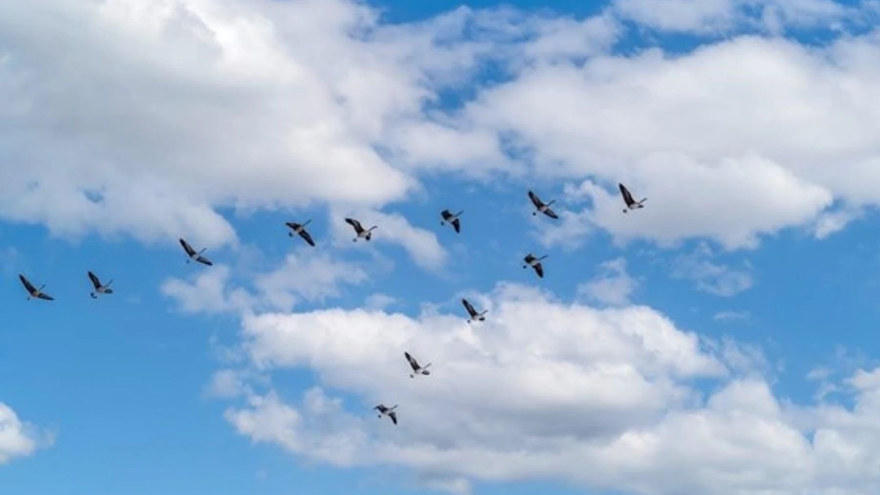 Aves. Foto: Bob Felderman / Pexels