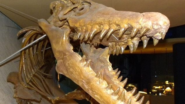 descubrimiento paleontológico, encuentran el cráneo de un dinosaurio, el increíble descubrimiento de un cráneo de mosasaurus podría ser falso.