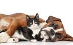 Perro gato, mascotas, Perros, Gatos,
