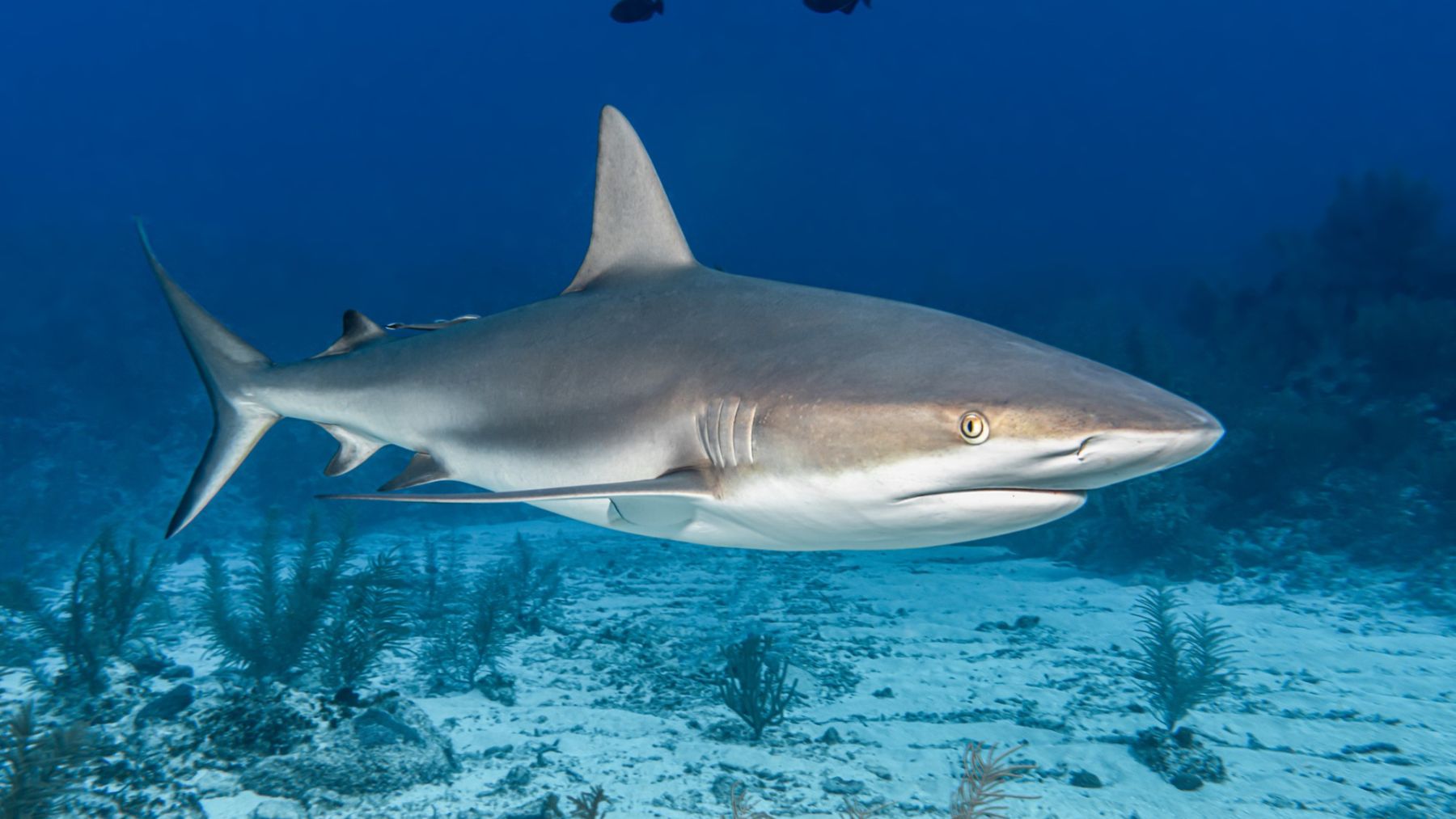 Tiburones, animales, mar Mediterráneo