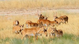 Antílope saiga, mamífero, animal