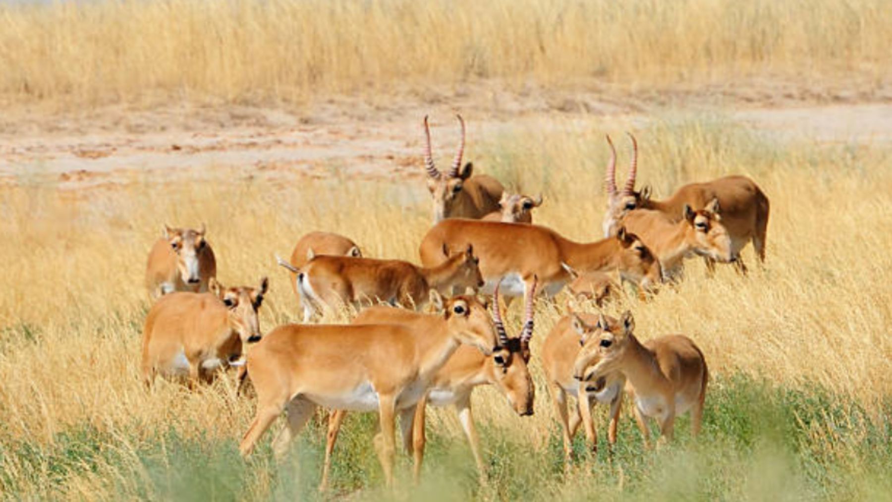 Antílope saiga. Foto: iStock / Victor Tyakht