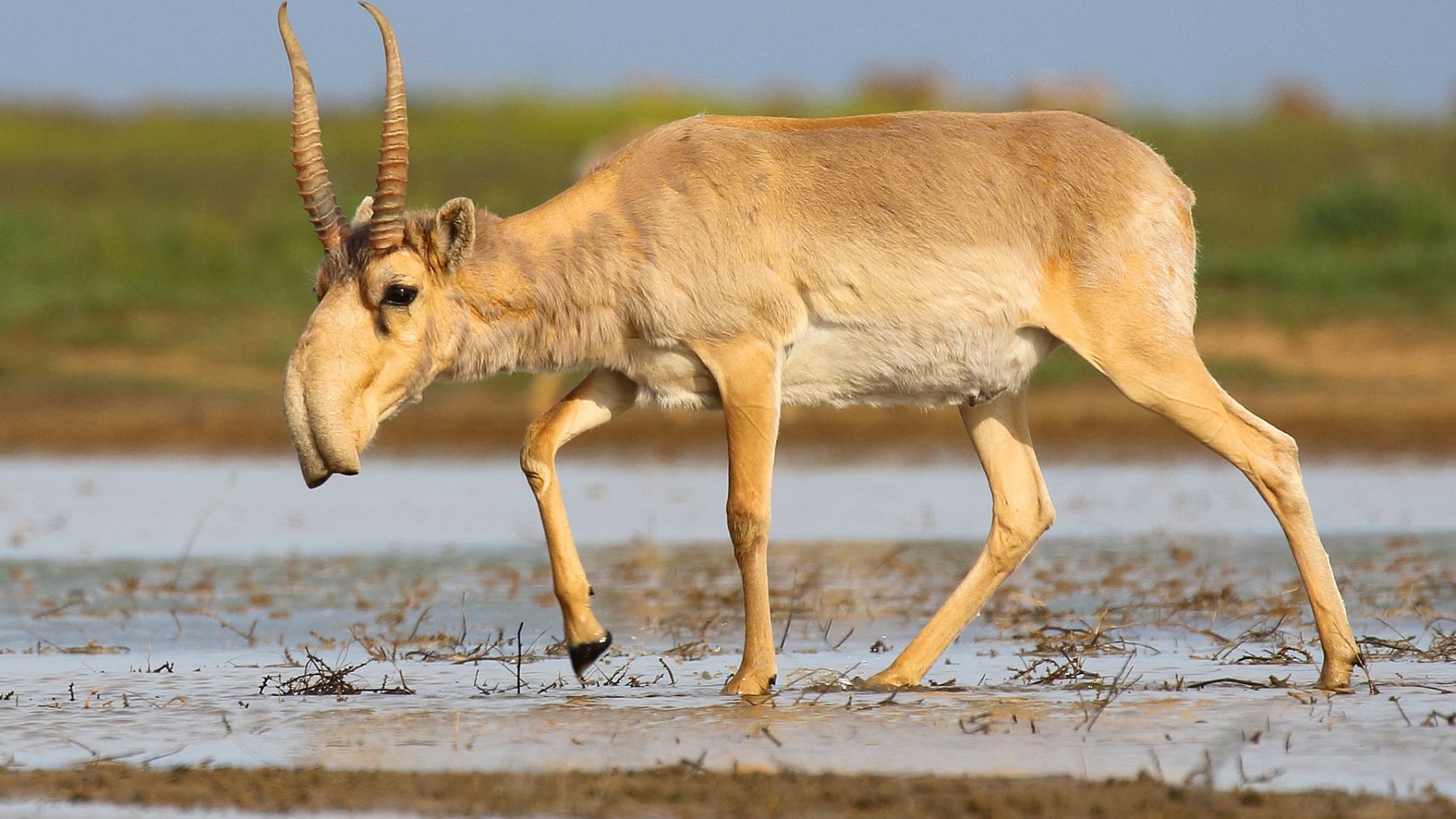 Antílope saiga, mamífero, animal