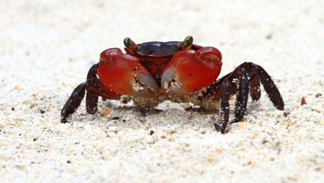 Cangrejos, curiosidades, animales