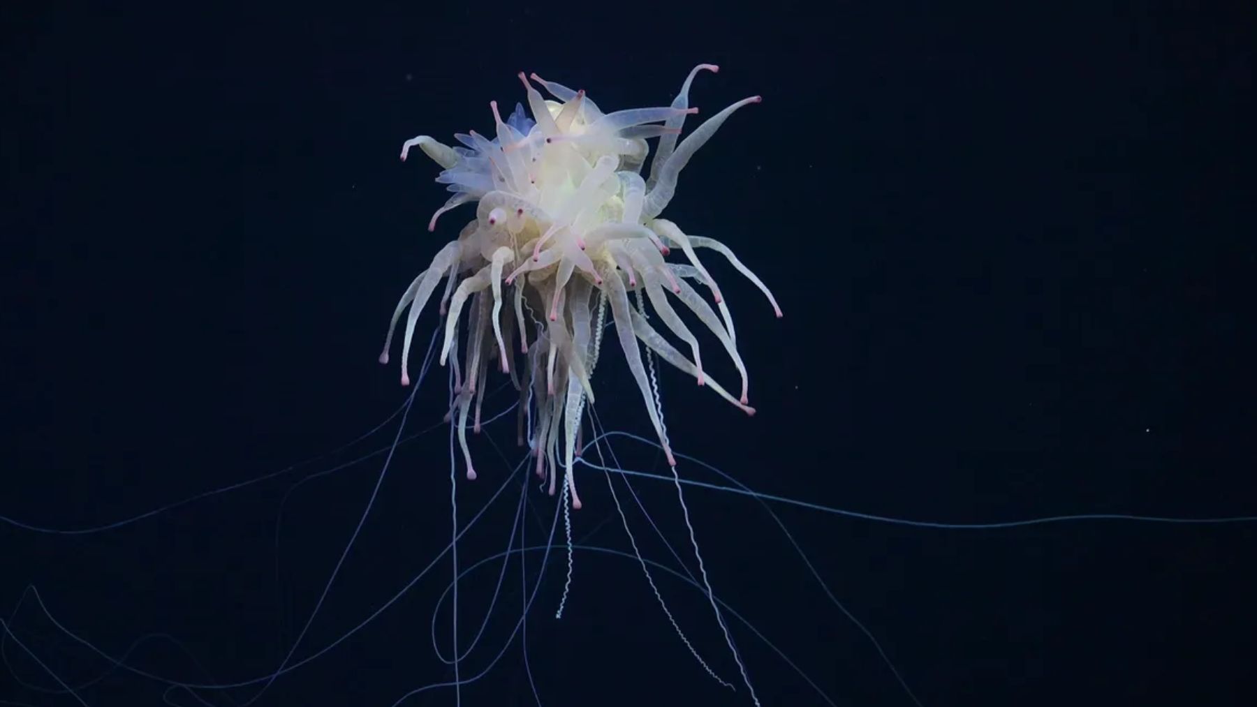 Monstruo de espagueti volador. Foto:  Instituto Oceanográfico Schmidt