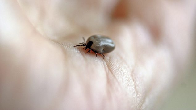 garrapatas, plagas, insectos