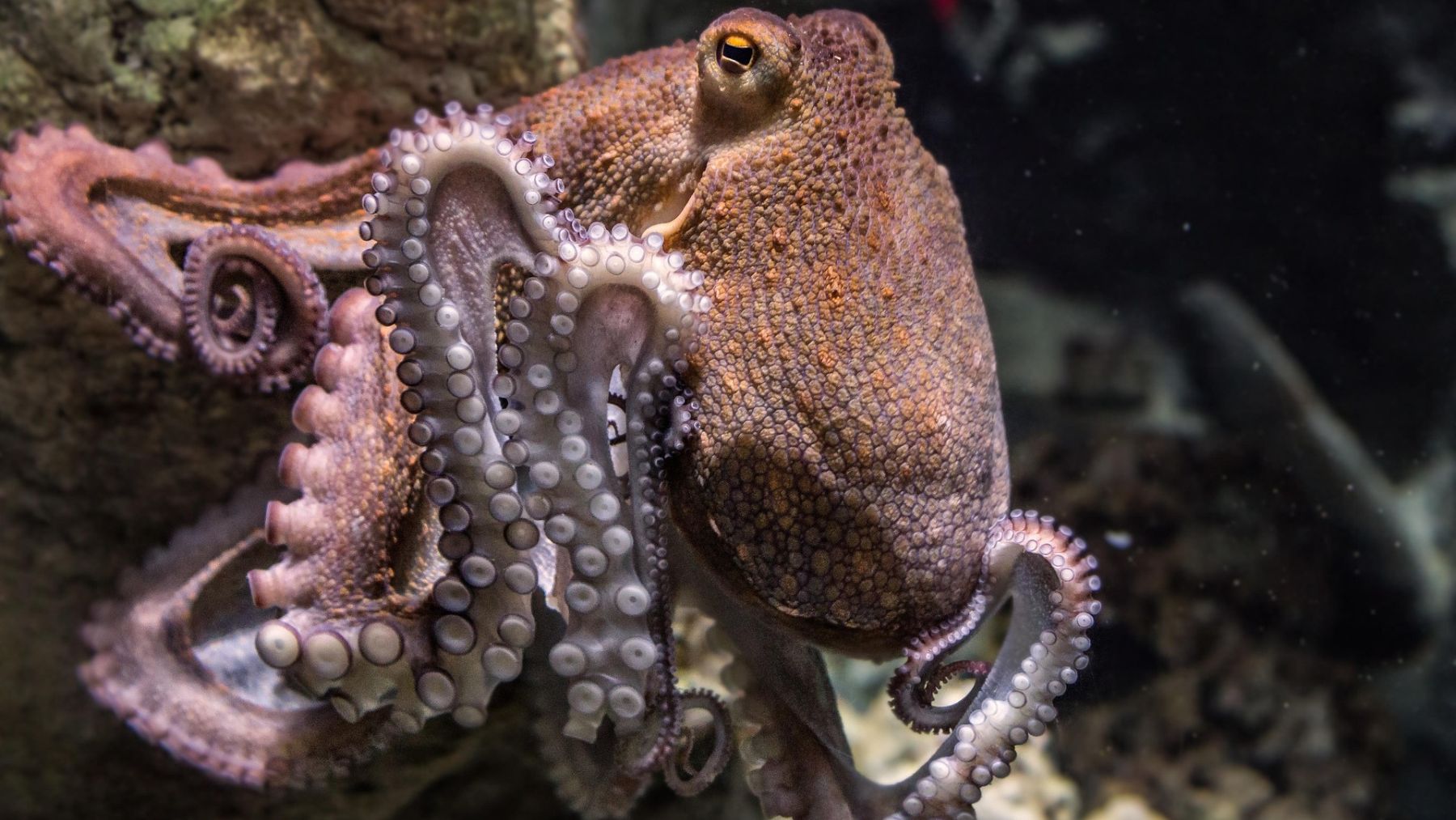 Pulpo. Foto: Pixabay