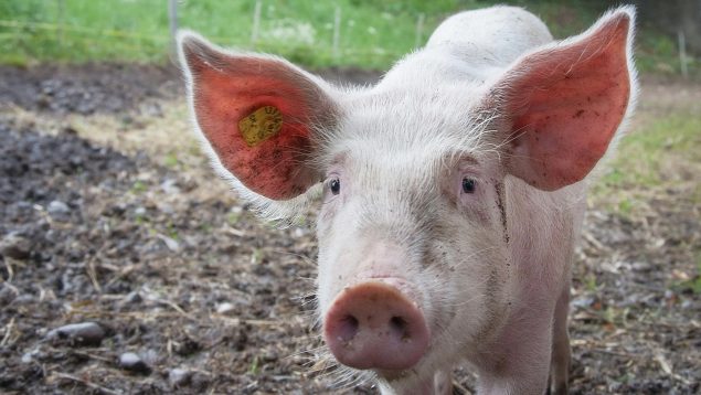 Cerdo, ciencia, medicina