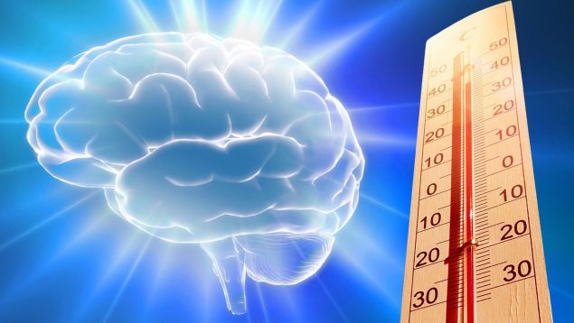 Temperatura y cerebro