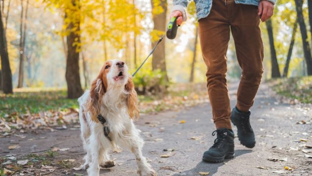 Pasear al perro