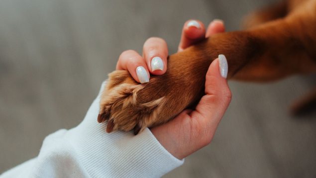 Patas del perro