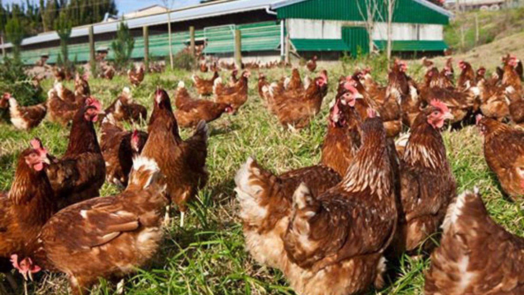 Una granja de gallinas.