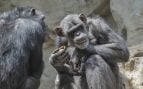 Orinar en grupos, Chimpancés, Primates, Animales