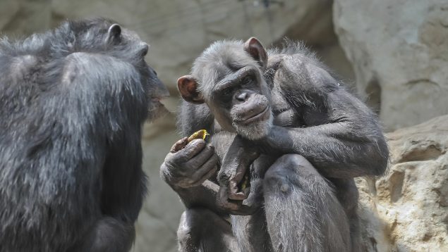 Orinar en grupos, Chimpancés, Primates, Animales