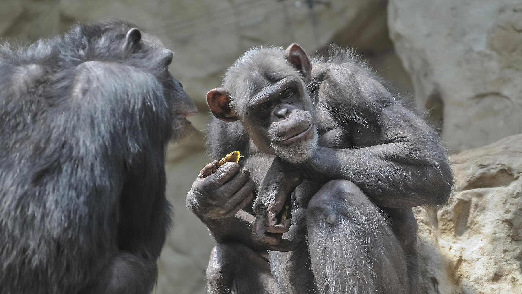 Dos chimpancés interactuando. Foto: Pexels.