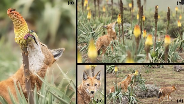 Lobos lamiendo néctar, lobos, nectar