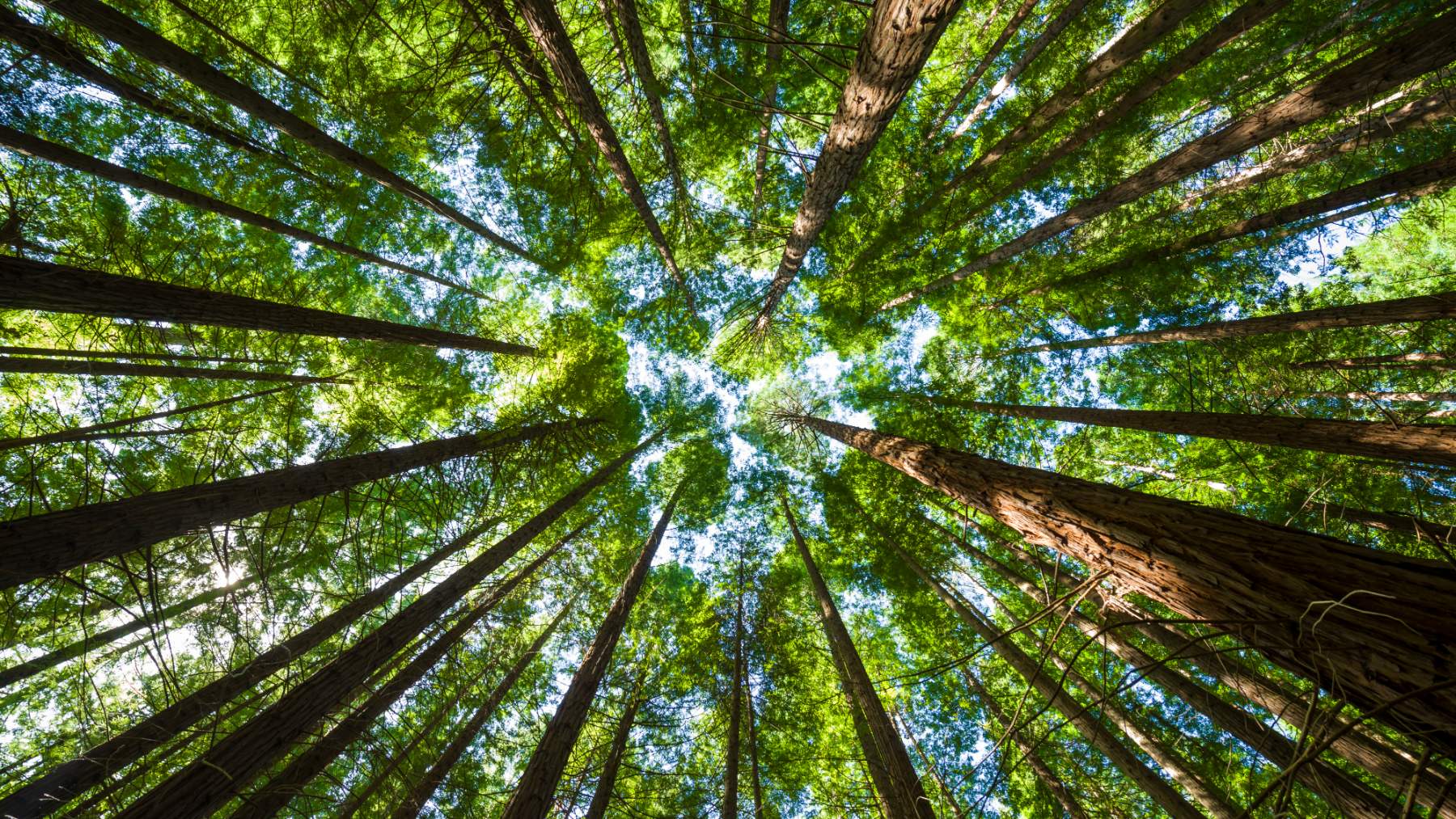 El proverbio chino que te hará reflexionar: Un árbol torcido vive su propia vida, pero un árbol recto se convierte en madera