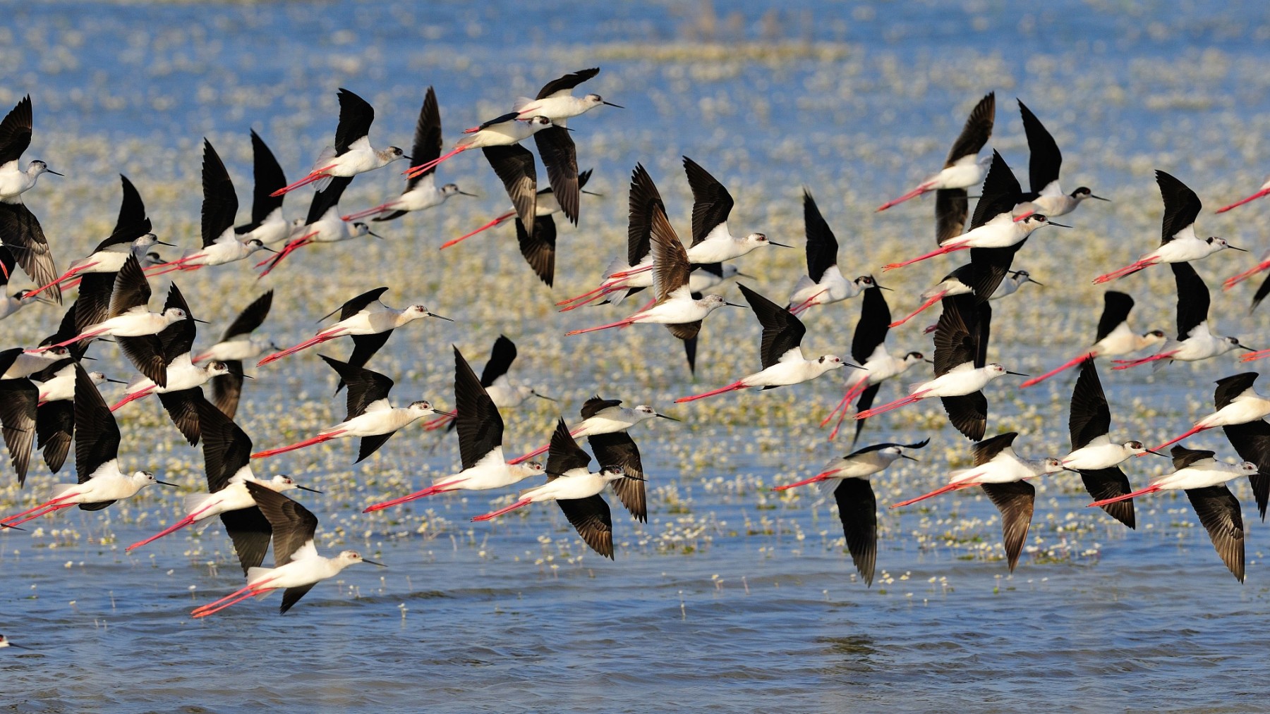 Aves acuáticas en Doñana (Foto: Diego López /WWF)