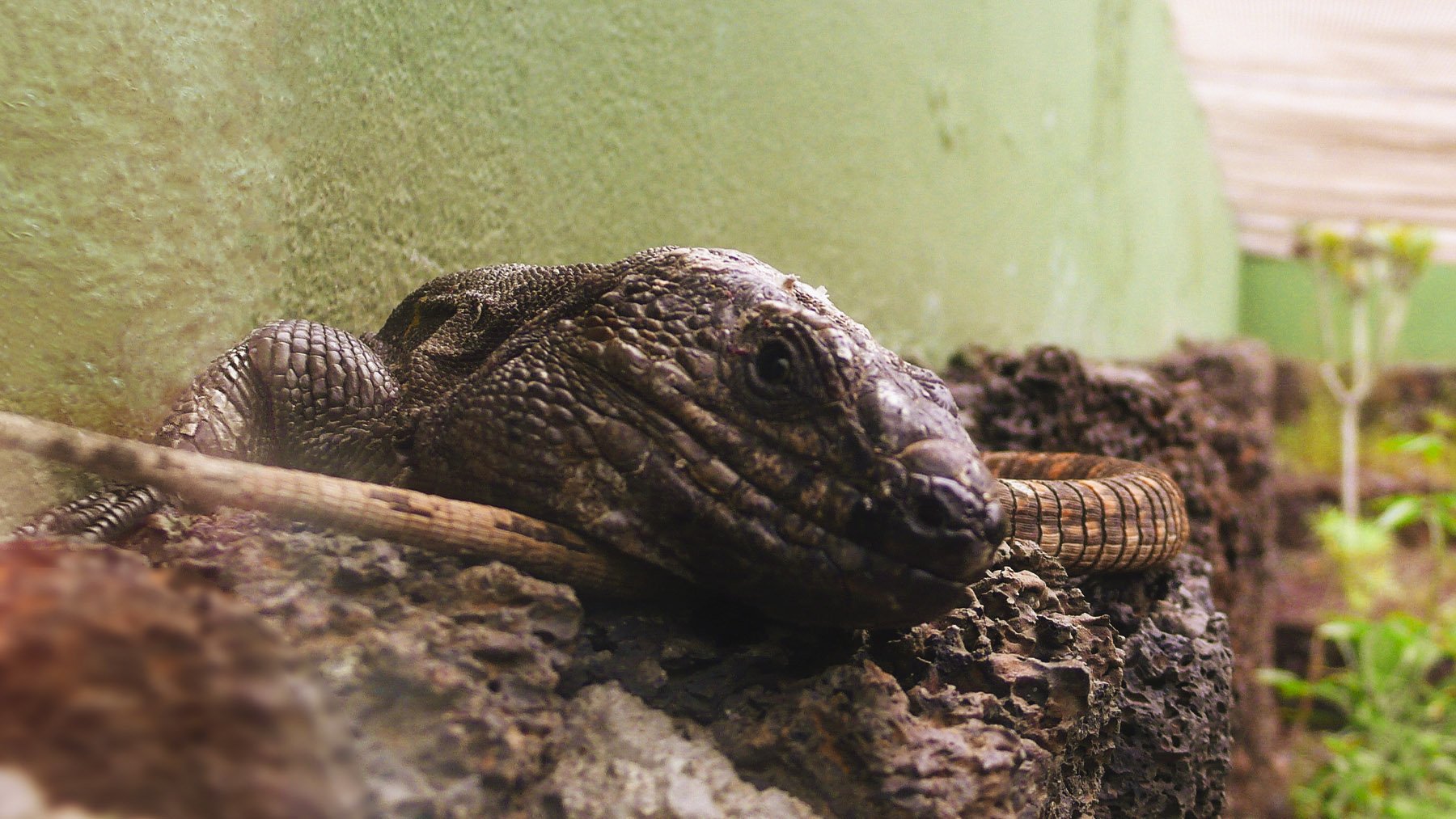 Lagarto Gigante de El Hierro. Foto: Jose Mesa en Wikimedia Commons.