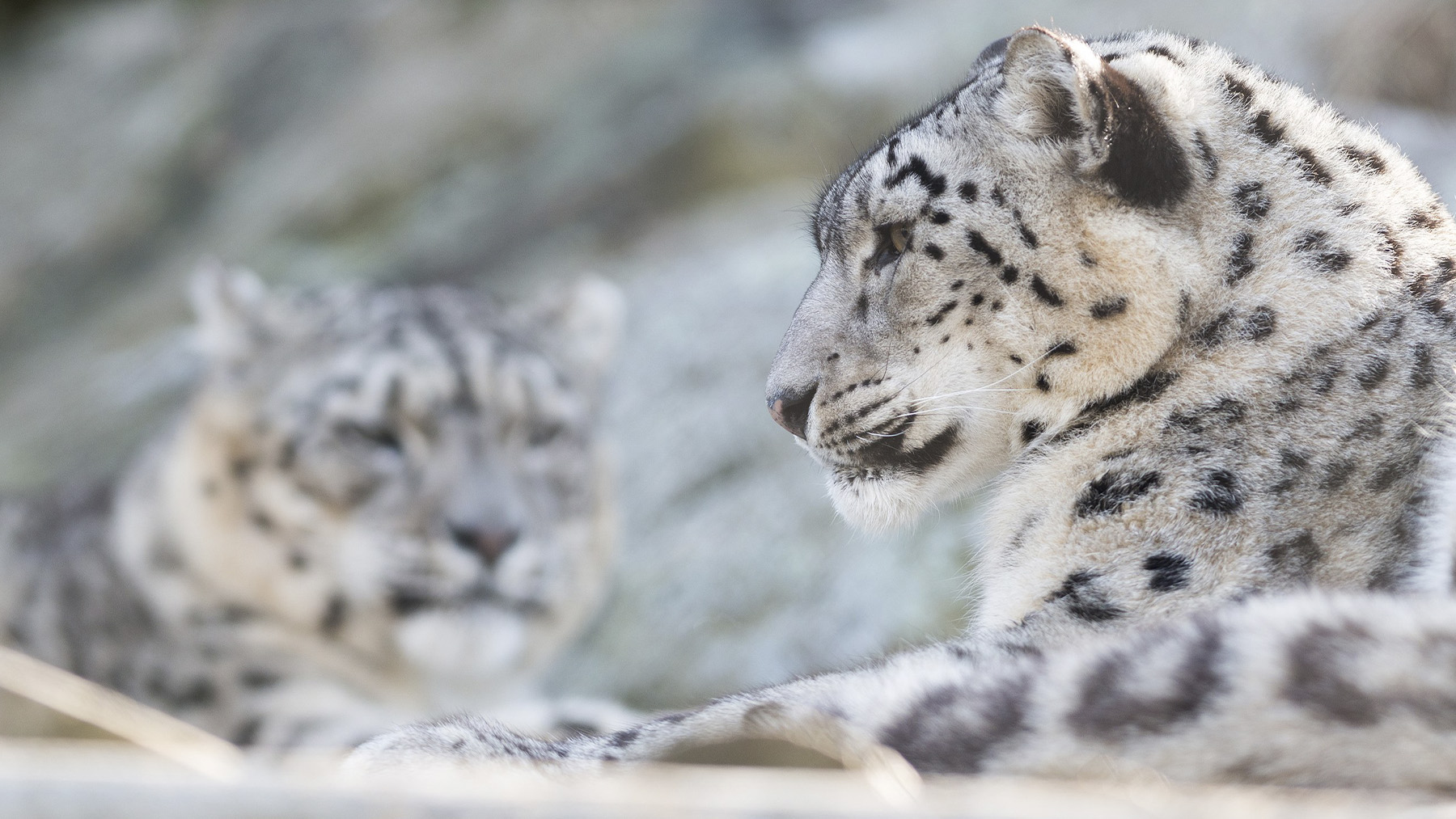 Leopardos de las nieves. Foto: Eric Kilby en Wikimedia Commons.