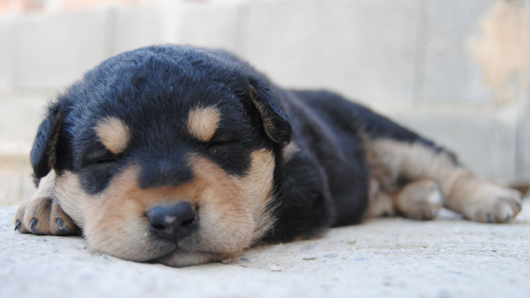 Ni en el sofá ni en la cama: el sitio donde debería dormir tu perro según los expertos