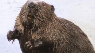 Castor fiber, Río Tajo, Animal