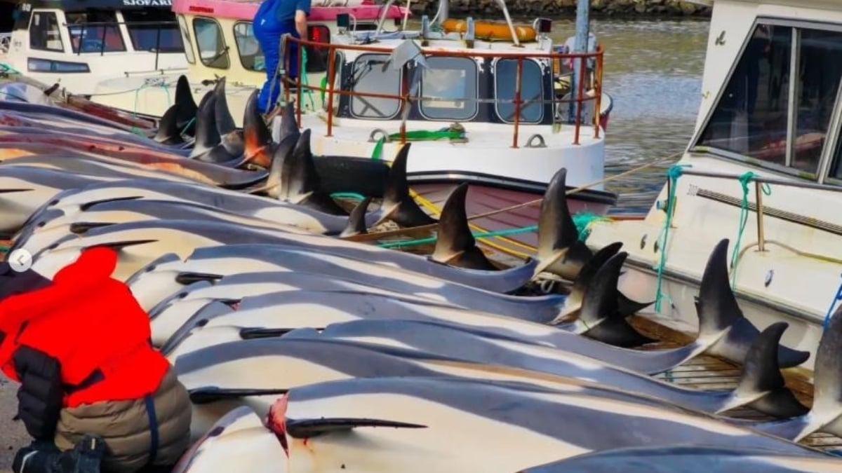 Cetáceos sacrificados durante la cacería tradicional Grindadrap en las Islas Feroe. (Foto: Paul Watson Foundation) UK