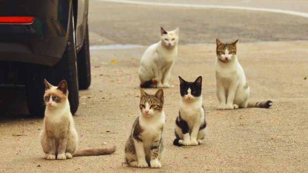 ¿Prohibirá Escocia los gatos? Estupefacción porque unos asesores se lo piden al Gobierno