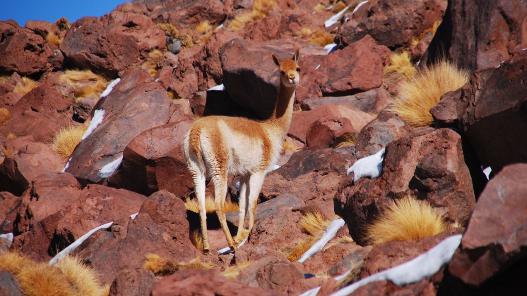 Vicuña, animal, mamífero