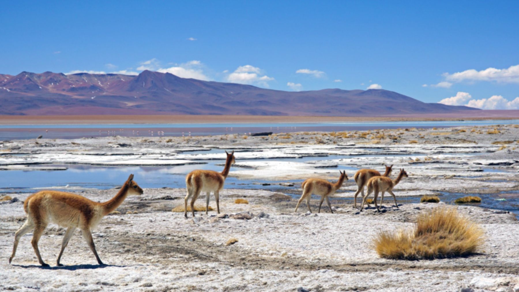 Vicuñas. Foto:  Kallerna / Wikimedia Commons