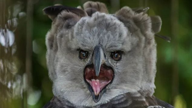 Animal, águila, curiosidades, ave