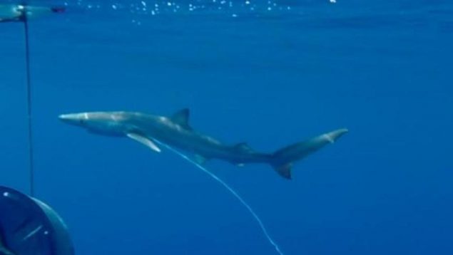 Tiburones Mediterráneo