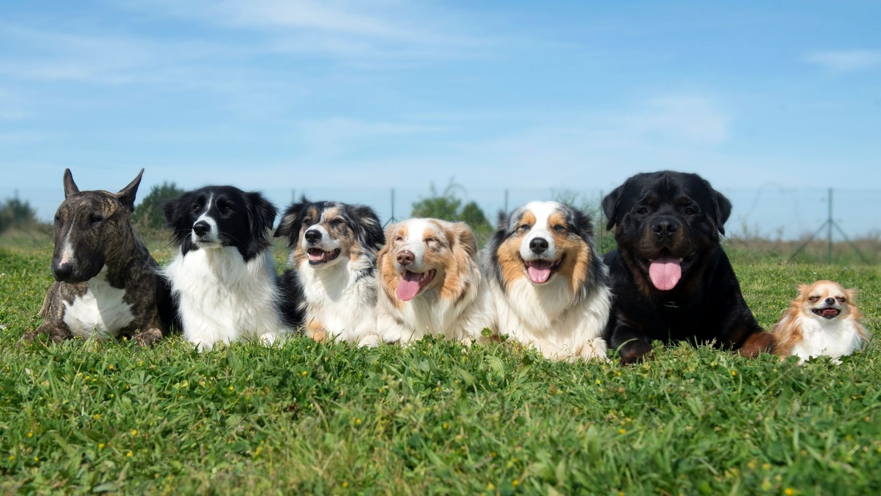 Soy veterinario y ésta es la raza de perro que jamás tendría en casa: son monísimos pero muy difíciles