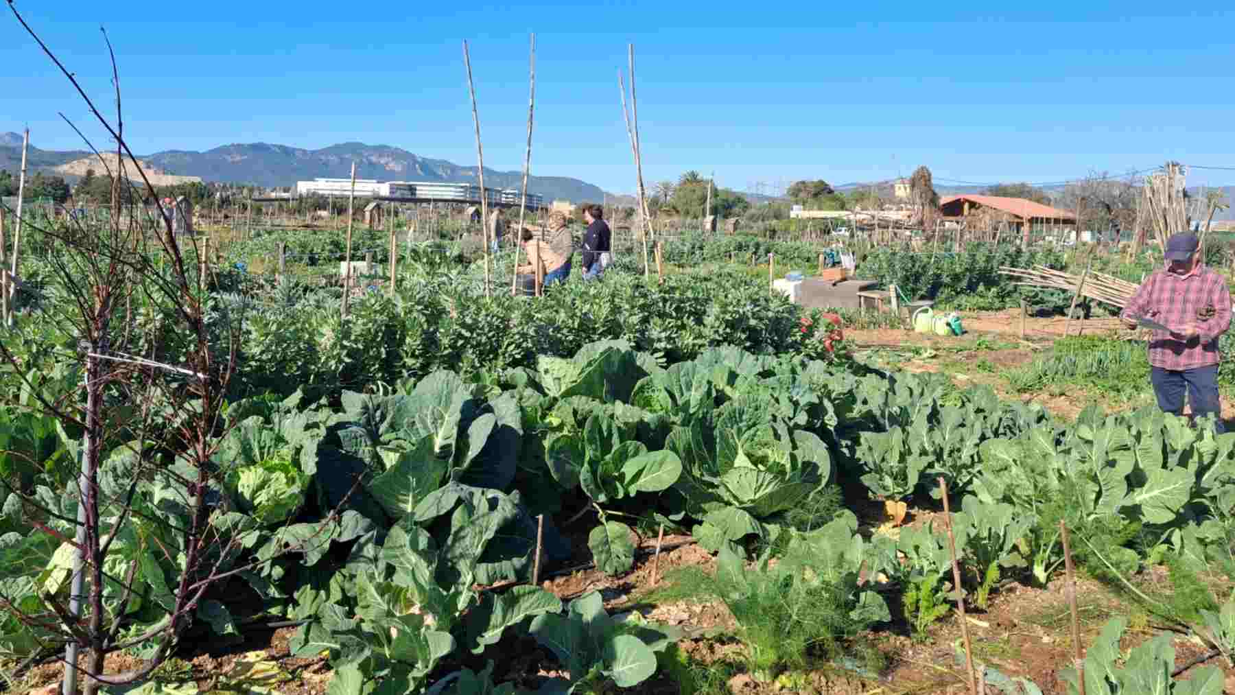 Huertos sociales que impulsa la Fundación ASIMA.