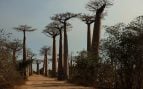 Baobabs, árbol, descubrimiento, naturaleza