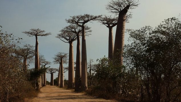 Baobabs, árbol, descubrimiento, naturaleza