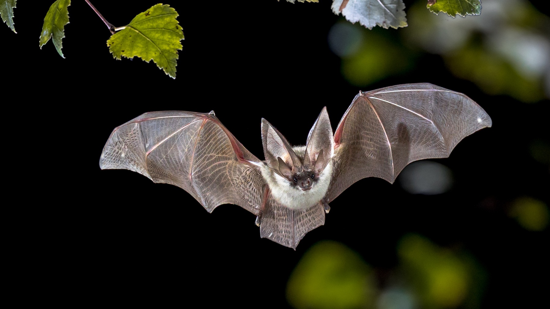 Un murciélago puede cazar e ingerir su peso equivalente en mosquitos durante una noche