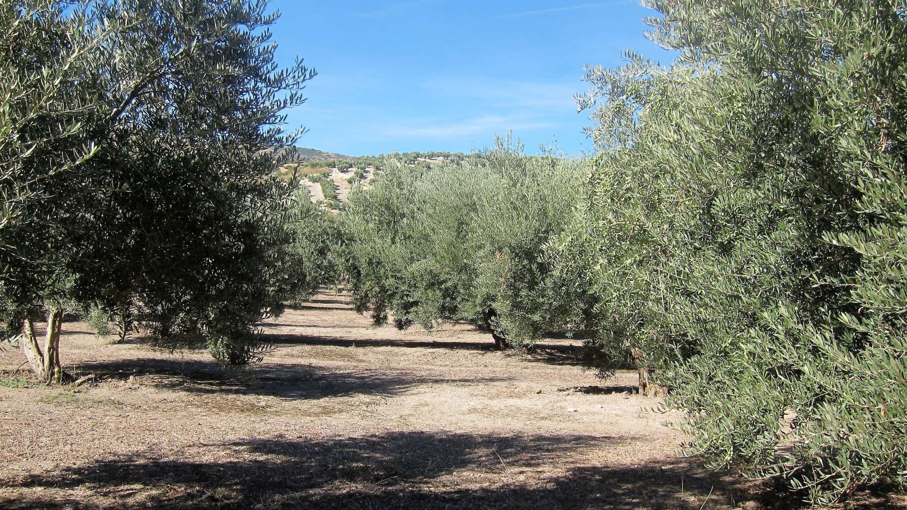 Olivar en la provincia de Jaén.