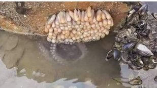 Huevos, animales, curiosidades