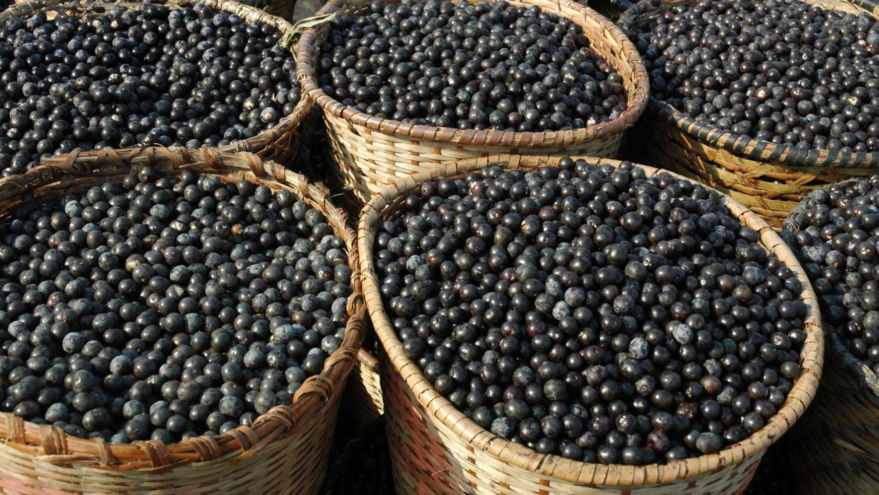 Bayas de acai, con posibles efectos contra la diabetes.