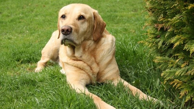 Razas de perro más cariñosos