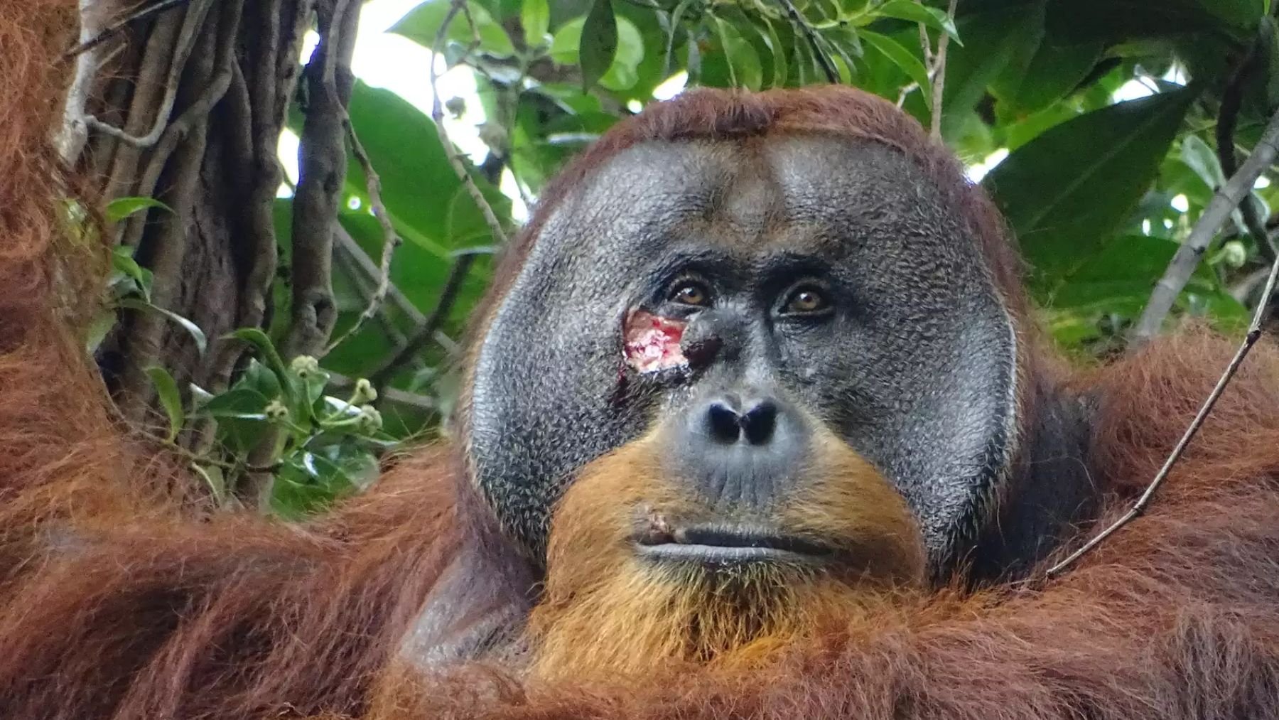 Orangután Rakus. Foto: Armas / Proyecto Suaq