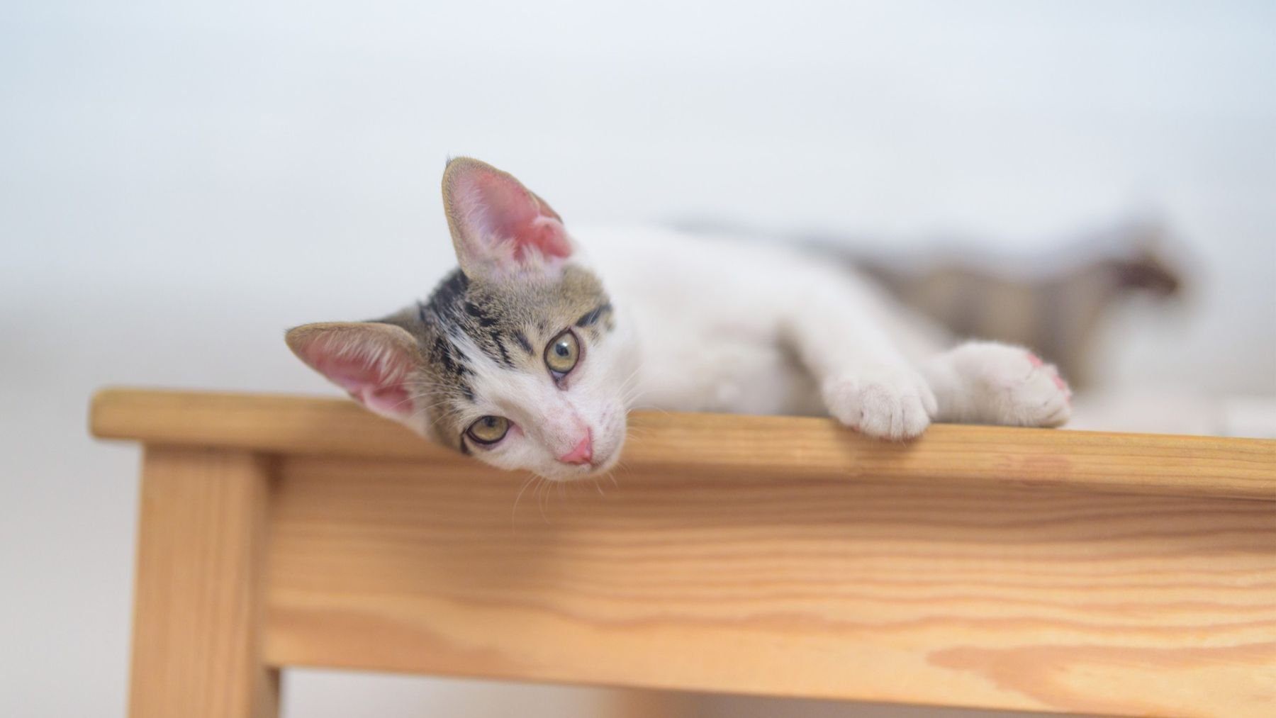 Un gato subido a una mesa. Foto: Freepik