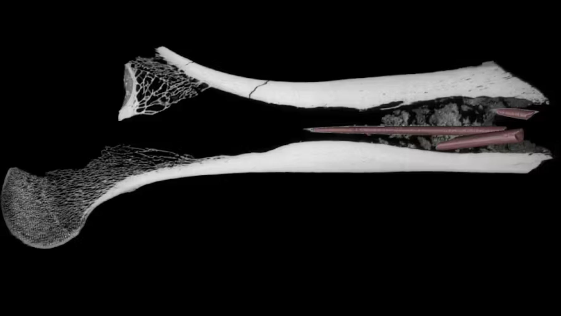 Descubren las pruebas más antiguas del uso de flechas venenosas para cazar: tienen más de 7.000 años