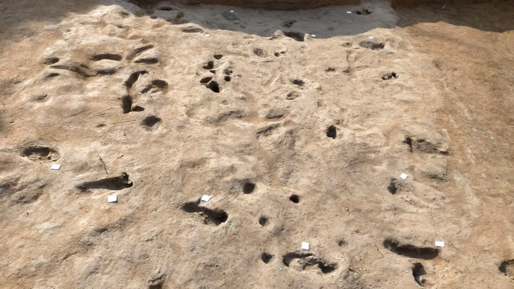 Las huellas dejadas por humanos y animales muestran cómo huyeron de la erupción del monte Vesubio en el año 1995 a.C. Imagen: Superintendencia de Arqueología, Bellas Artes y Paisaje para las provincias de Salerno y Avellino.